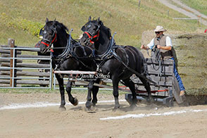 Nathan Stone, with Percheron Team  -   Jim and Jerry