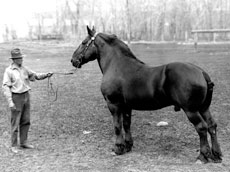 Percheron Stallion & handler - Bar U Ranch