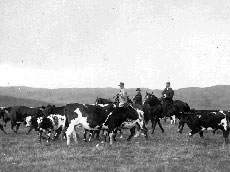 Prince of Wales & G Lane gathering cattle - Bar U Ranch