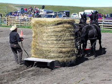 Bar U Ranch Chore Horse Competition